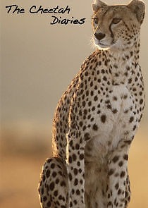Watch The Cheetah Diaries