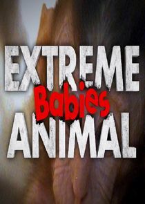 Watch Extreme Animal Babies