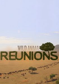 Watch Wild Animal Reunions