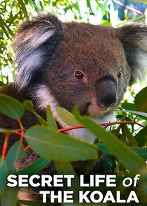 Watch Secret Life of the Koala