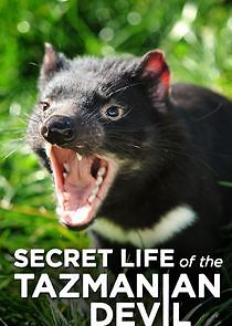 Watch Secret Life of the Tasmanian Devil