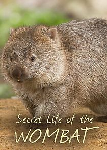 Watch Secret Life of the Wombat