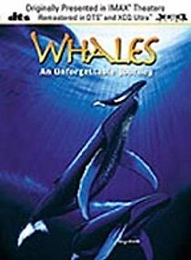 Watch Whales: An Unforgettable Journey