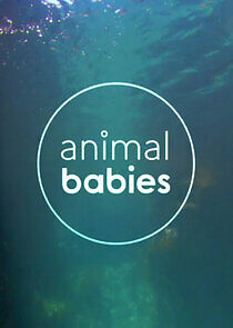 Watch Animal Babies