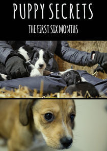 Watch Puppy Secrets: The First Six Months