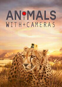 Watch Animals with Cameras