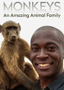Watch Monkeys: An Amazing Animal Family