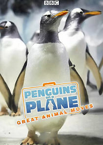 Watch Penguins on a Plane: Great Animal Moves