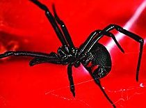 Watch Black Widow Spider