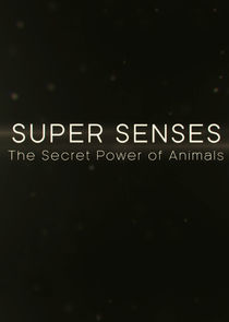 Watch Super Senses: The Secret Power of Animals