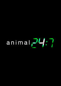 Watch Animal 24:7
