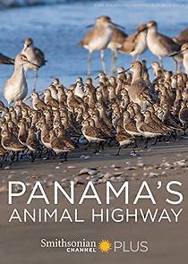 Watch Panama's Animal Highway