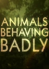 Watch Animals Behaving Badly