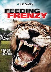 Watch Feeding Frenzy: Lions