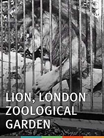 Watch Lion, London Zoological Garden