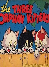 Watch Three Orphan Kittens