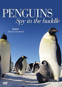 Watch Penguins: Spy in the Huddle