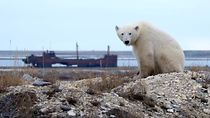 Watch Life in Polar Bear Town with Gordon Buchanan