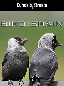 Watch Bird Brain