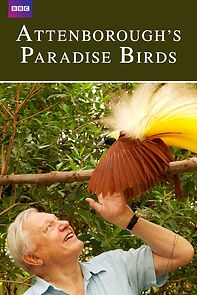 Watch Attenborough's Paradise Birds