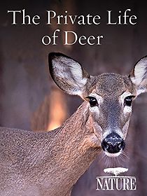 Watch The Private Life of Deer