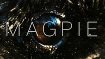 Watch Magpie (Short 2014)