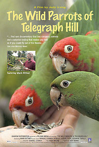 Watch The Wild Parrots of Telegraph Hill