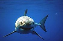 Watch Great White Shark: Uncaged
